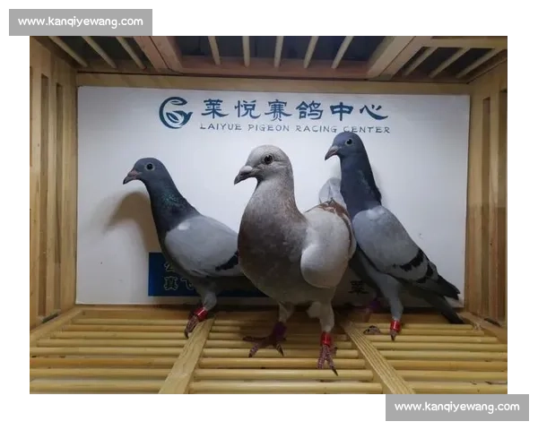 甘肃定西信鸽比赛精彩纷呈 各地鸽友角逐风采一决高下 甘肃定西信鸽比赛精彩纷呈 各地鸽友角逐风采一决高下